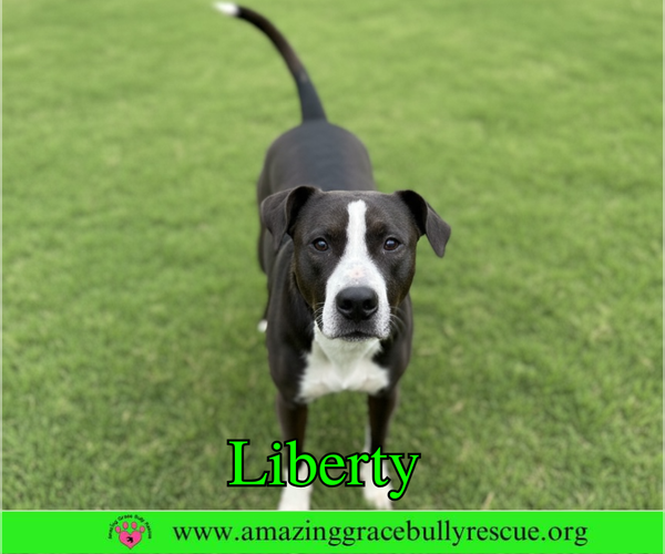 Medium Photo #2 Labrador Retriever-Unknown Mix Puppy For Sale in Milton, FL, USA