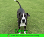 Small #1 Labrador Retriever Mix