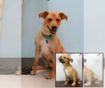 Small #1 Labrador Retriever Mix
