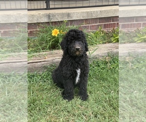 Goldendoodle-Poodle (Standard) Mix Puppy for sale in OXFORD, AR, USA