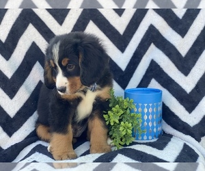 Bernese Mountain Dog-Cavalier King Charles Spaniel Mix Puppy for sale in CEDAR LANE, PA, USA