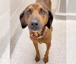 Small #1 Plott Hound Mix