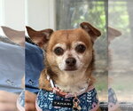 Small #1 Chihuahua