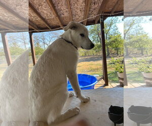 Poe - Male Great Pyrenees-Unknown Mix Dog for Adoption - Photo #2