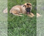 Puppy Lola German Shepherd Dog
