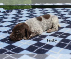 German Shorthaired Pointer Puppy for sale in RAGERSVILLE, OH, USA