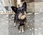 Small #3 Mutt