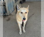 Small #1 German Shepherd Dog