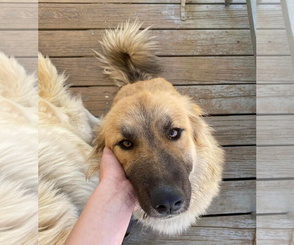 Medium Photo #5 Great Pyrenees-Unknown Mix Puppy For Sale in San Diego, CA, USA