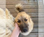 Small #4 Great Pyrenees Mix