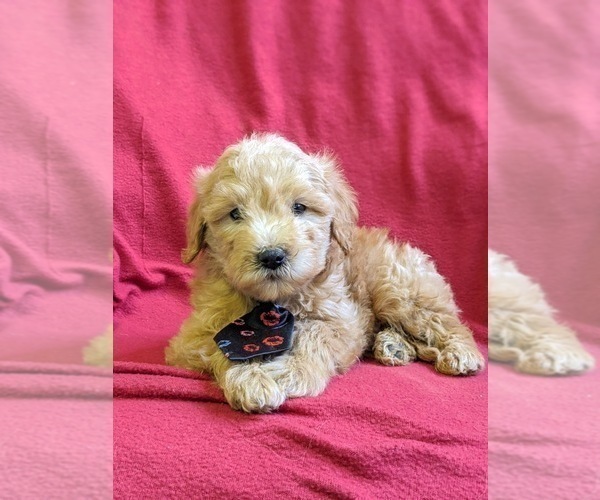Medium Photo #7 Goldendoodle-Poodle (Miniature) Mix Puppy For Sale in NEW PROVIDENCE, PA, USA