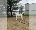 Small #3 American Pit Bull Terrier Mix