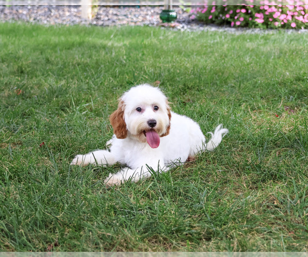 Medium Photo #1 Cavapoo (Miniature) Puppy For Sale in SYRACUSE, IN, USA