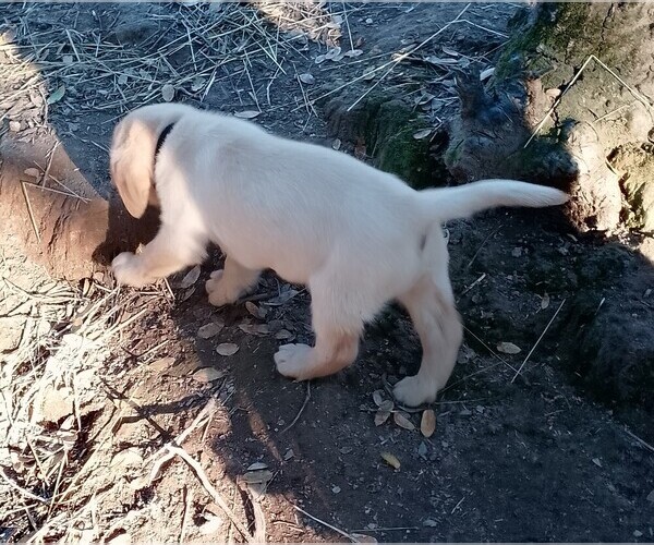 Medium Photo #4 Labrador Retriever Puppy For Sale in IONE, CA, USA