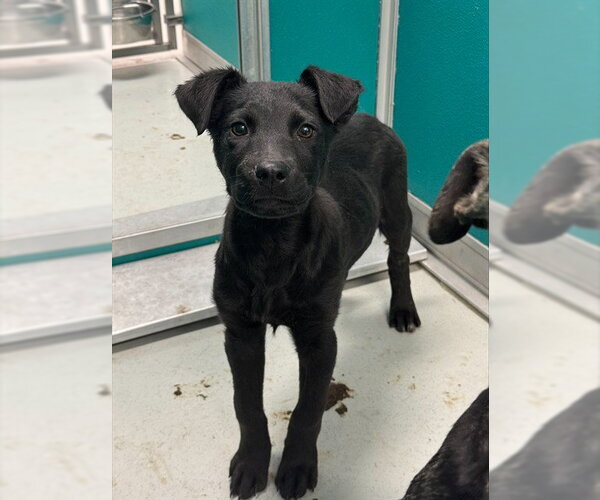 Medium Photo #1 German Shepherd Dog-Unknown Mix Puppy For Sale in Oklahoma City, OK, USA