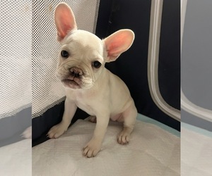 BonBon