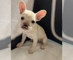 BonBon - Female French Bulldog Puppy for Sale - Small photo