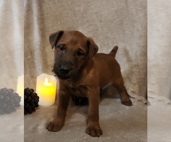 Medium Photo #2 Irish Terrier Puppy For Sale in WATERLOO, NY, USA