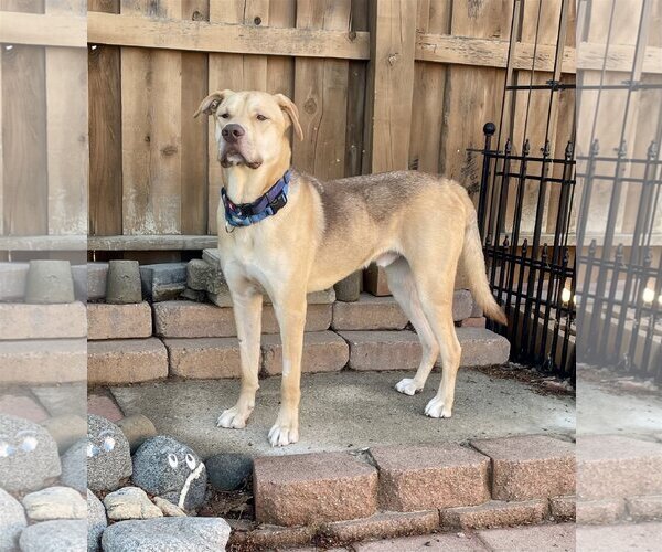 Medium Photo #6 Shepradors Puppy For Sale in San Bernardino , CA, USA