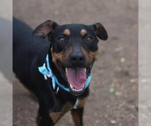 Doberman Pinscher-Unknown Mix Dogs for adoption in San Antonio, TX, USA