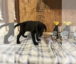 Small #6 Labrador Retriever