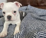 Small Photo #7 Boston Terrier Puppy For Sale in NEWBURY, MA, USA