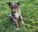 Small #1 Miniature Australian Shepherd