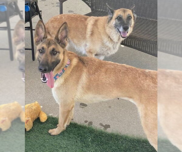 Medium Photo #7 Mutt Puppy For Sale in Imlay City, MI, USA