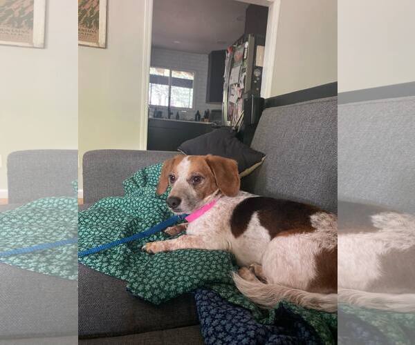 Medium Photo #2 Beagle Puppy For Sale in Atlanta, GA, USA