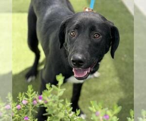 Lab-Pointer Dogs for adoption in San Diego, CA, USA