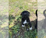 Small American Staffordshire Terrier Mix