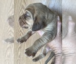 Small #2 Bloodhound