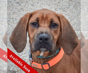 Boxer-Redbone Coonhound Mix Dogs for adoption in Huntley, IL, USA