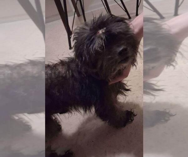 Medium Photo #1 Shih Tzu Puppy For Sale in Aurora, IN, USA