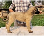 Puppy Frodo Anatolian Shepherd