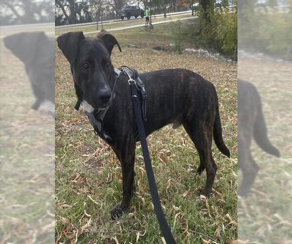 Medium Photo #2 Labrador Retriever-Unknown Mix Puppy For Sale in San Antonio, TX, USA