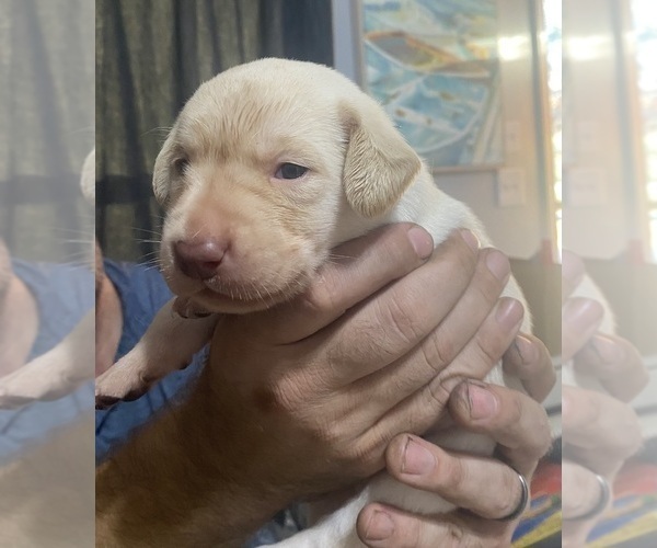 Medium Photo #24 Labrador Retriever Puppy For Sale in WILDWOOD, FL, USA