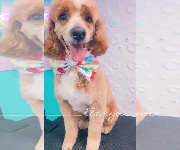 Medium Photo #5 Goldendoodle (Miniature) Puppy For Sale in BELCHERTOWN, MA, USA