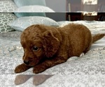Small Photo #25 Goldendoodle (Miniature) Puppy For Sale in PENSACOLA, FL, USA