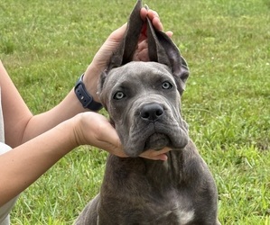 Cane Corso Puppy for Sale in VOLUNTOWN, Connecticut USA