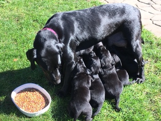 Mother of the Labrador Retriever puppies born on 02/16/2018