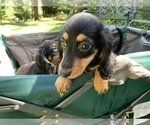 Small Photo #1 Dachshund Puppy For Sale in MALIBU, CA, USA
