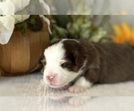 Small Photo #7 Miniature Australian Shepherd Puppy For Sale in ANTHONY, FL, USA