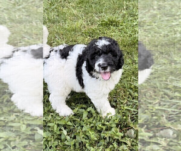 Medium Photo #10 Aussiedoodle Puppy For Sale in ASHEVILLE, NC, USA