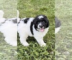 Small #9 Aussiedoodle