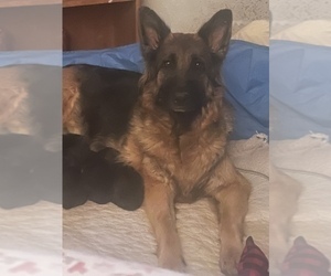 Mother of the German Shepherd Dog puppies born on 09/15/2022