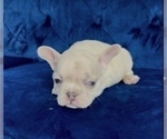 Small #31 French Bulldog