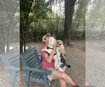 Small #2 Poodle (Miniature) Mix