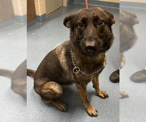 German Shepherd Dog Dogs for adoption in Pearland, TX, USA