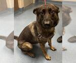 Small German Shepherd Dog